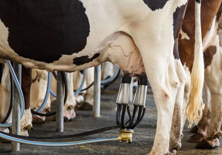 Vaca-leiteira-2-1024x576