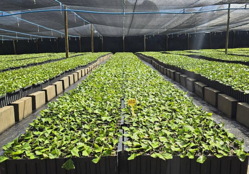 Viveiro de Café _ Foto Divulgação Hydra Irrigação
