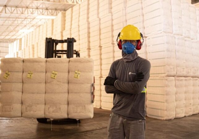 algodão Brasil mercado