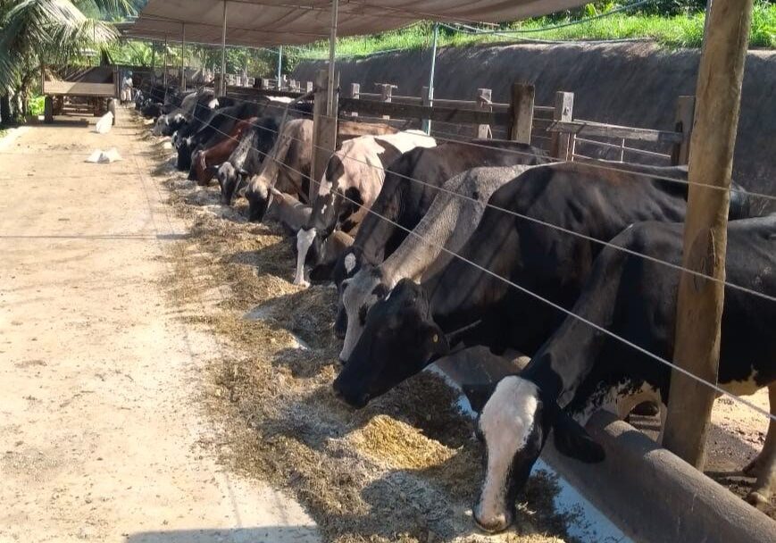 bovinos_alimentacao