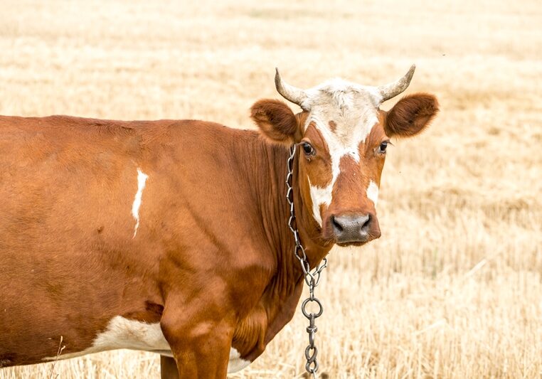 beautiful brown cow grazing in a yellow field