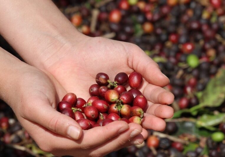 café Julio Huber