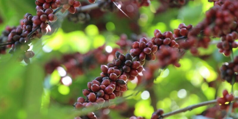 café conilon Foto Julio Huber