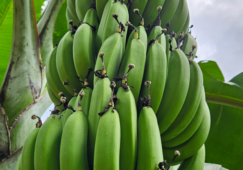 capa-materia-ambrosia