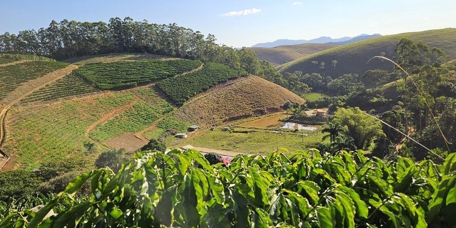 capa materia - conilon de montanha
