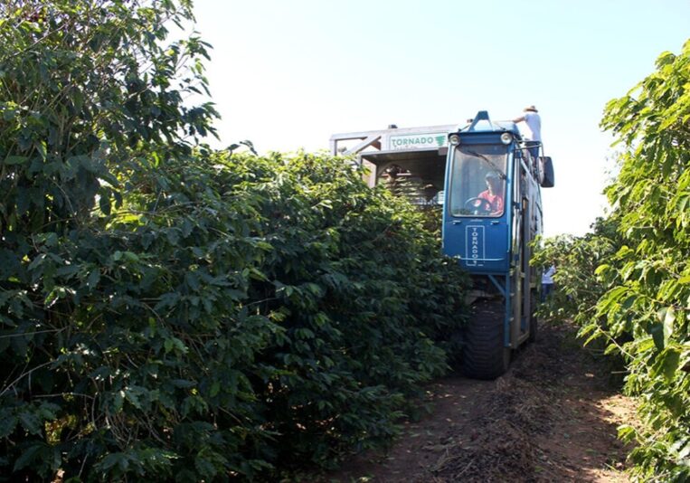 colheita de café
