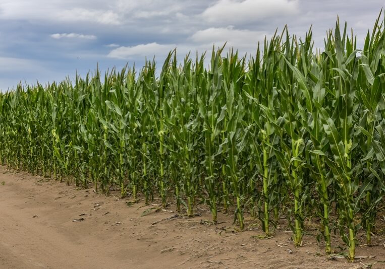 Cornfield in Buenos Aires Province, Argentina