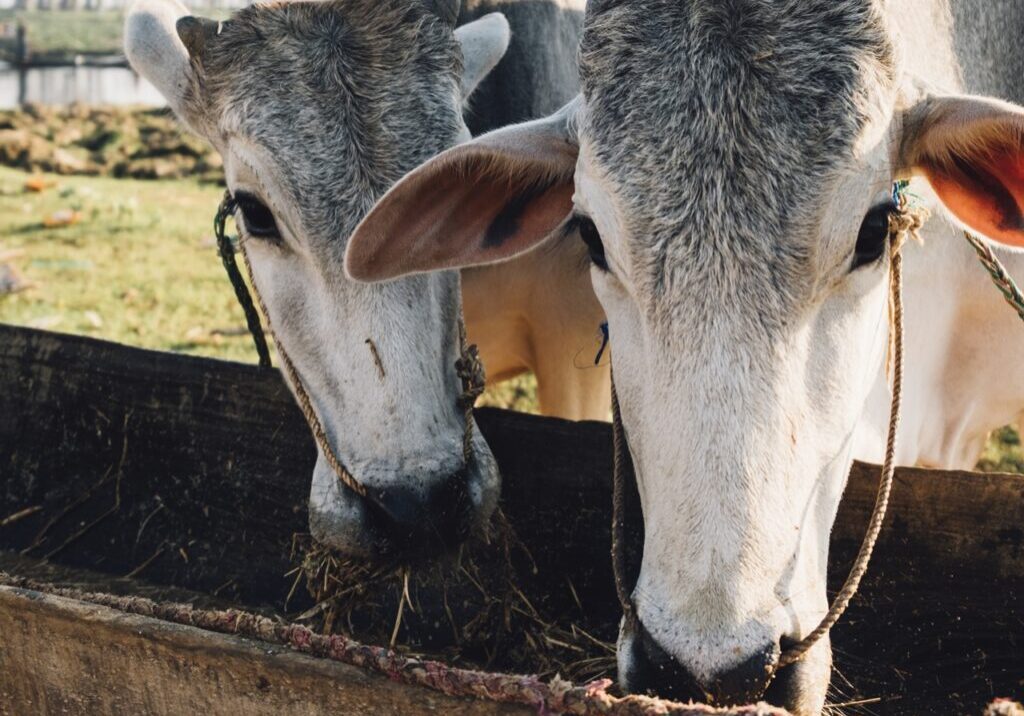 cow eat food