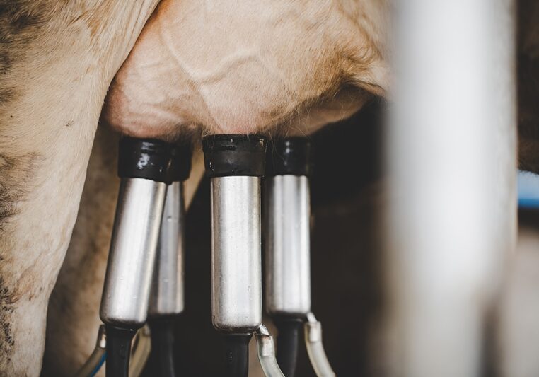 Cow milking facility and mechanized milking equipment