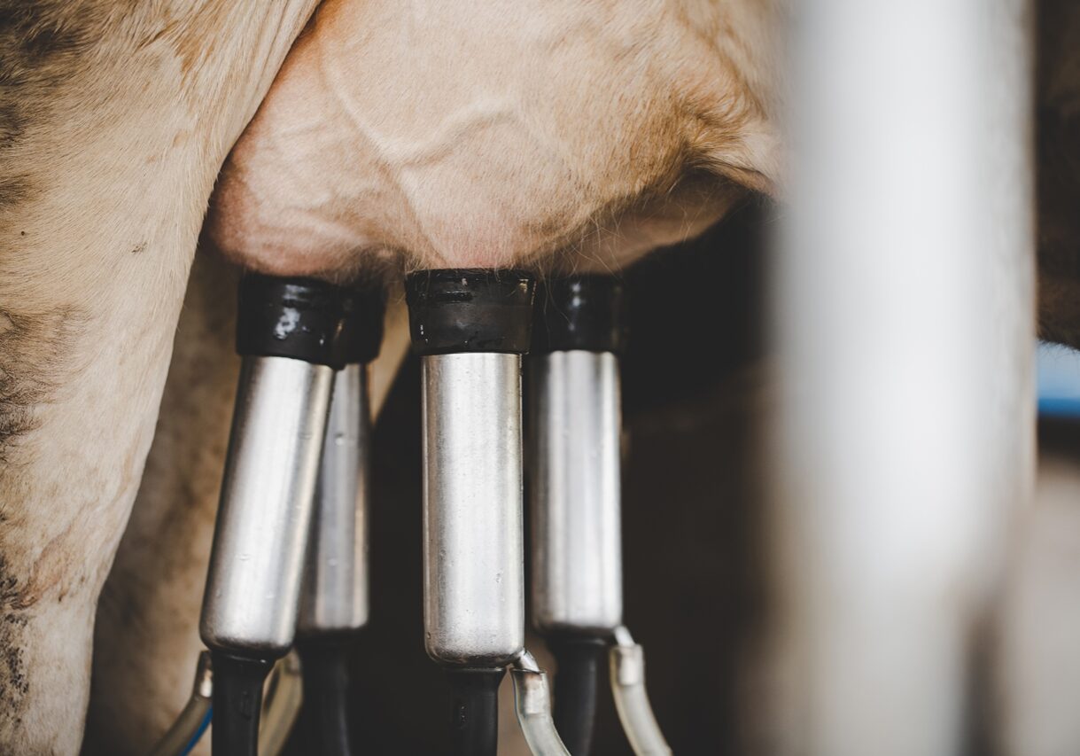 Cow milking facility and mechanized milking equipment
