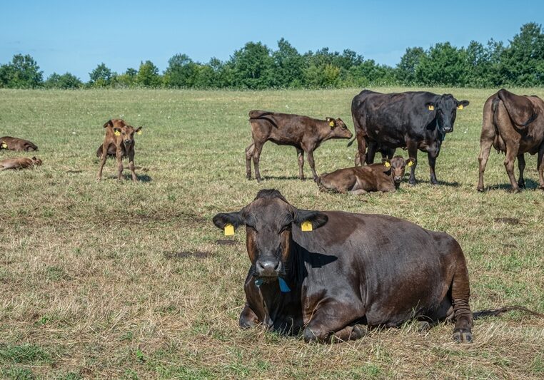 cows-calves-grazing-grassy-pasture