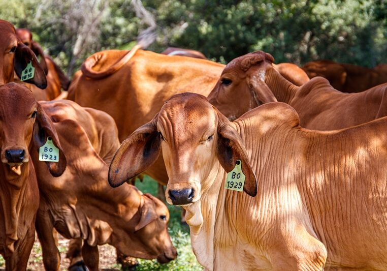 The cows in a green field on a sunny day