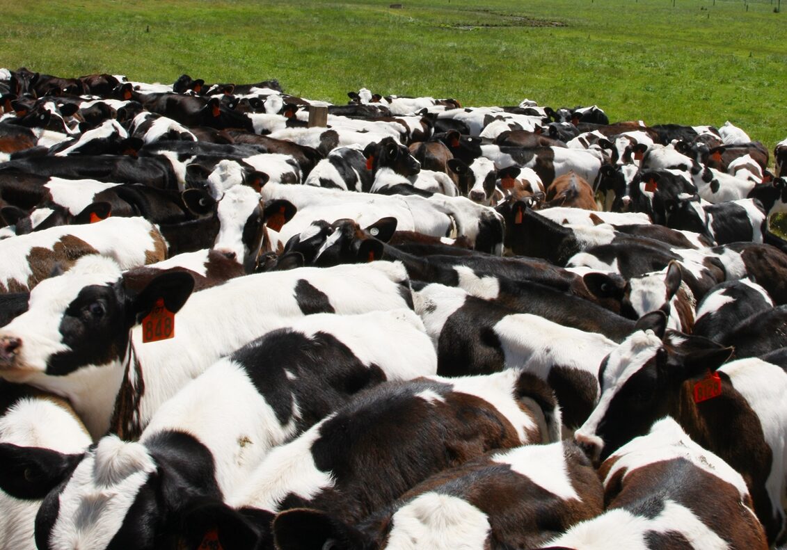 a herd of cows crowding at the fence