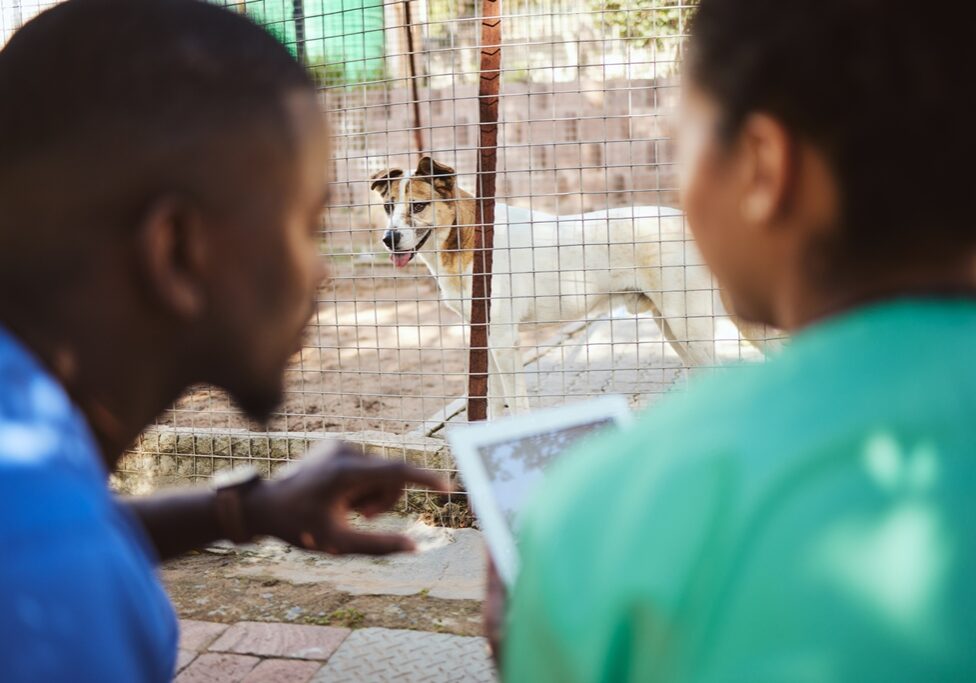 Dog, vet and doctors research on a tablet helping animals and pets with quality veterinary medical healthcare. Teamwork, veterinarian and workers nursing traumatized homeless dogs with puppy vaccines.