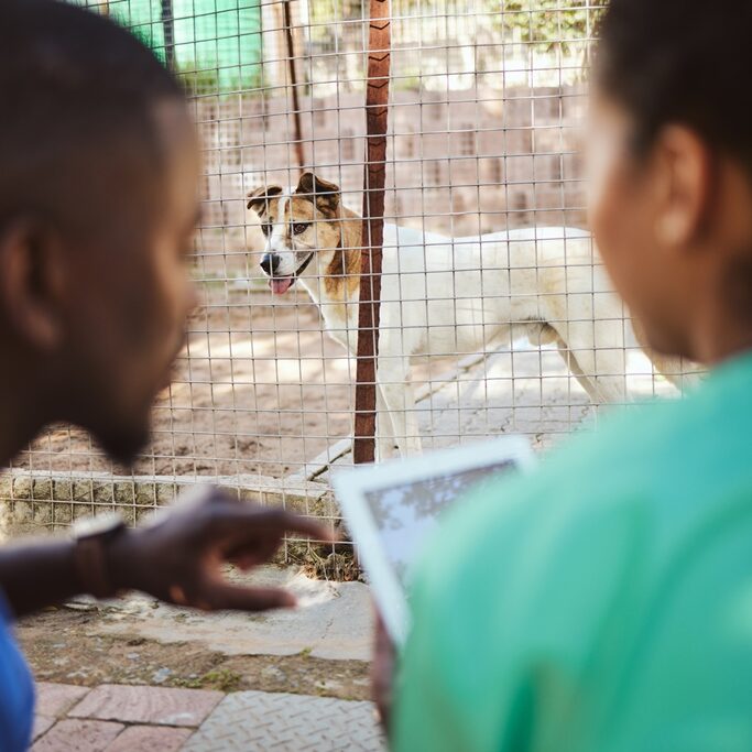 Dog, vet and doctors research on a tablet helping animals and pets with quality veterinary medical healthcare. Teamwork, veterinarian and workers nursing traumatized homeless dogs with puppy vaccines.
