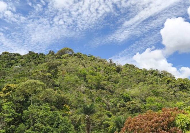 floresta madura - foto Alba Lívia Tallon Bozi