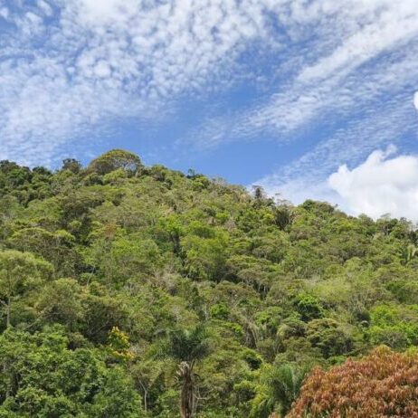 floresta madura - foto Alba Lívia Tallon Bozi