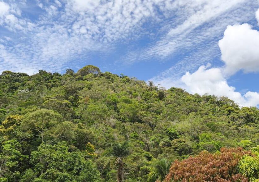floresta madura - foto Alba Lívia Tallon Bozi