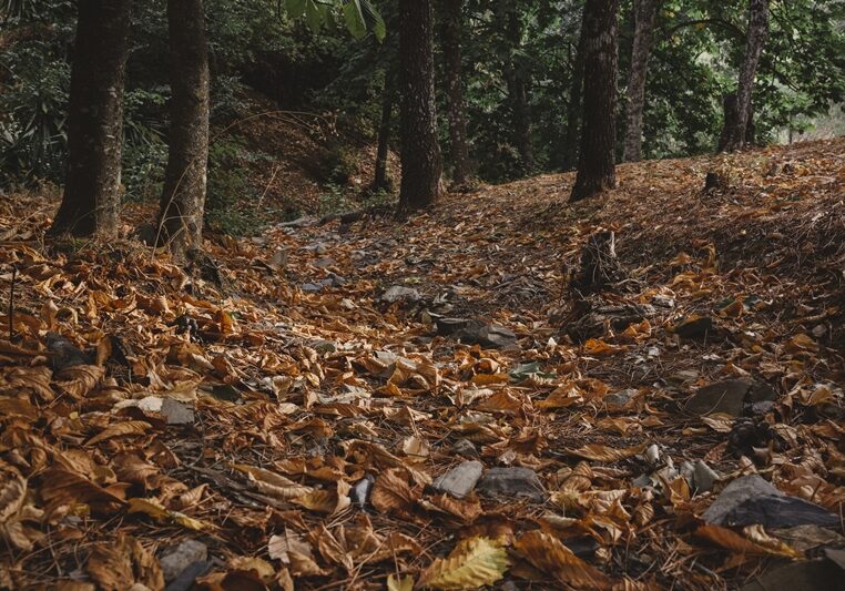 forest-with-autumn-leaves