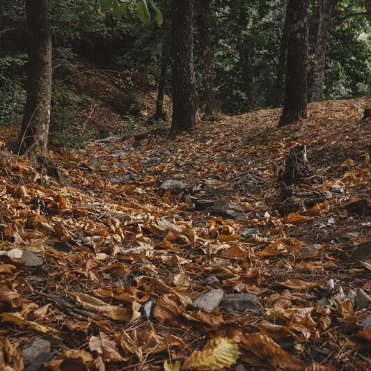 forest-with-autumn-leaves