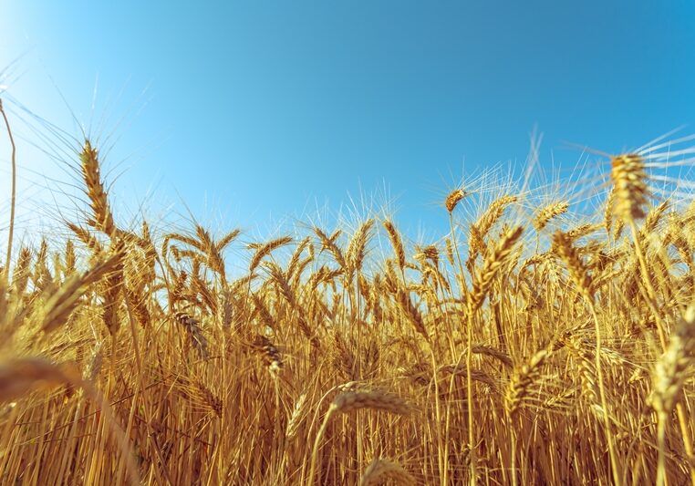 golden wheat field and sunny day