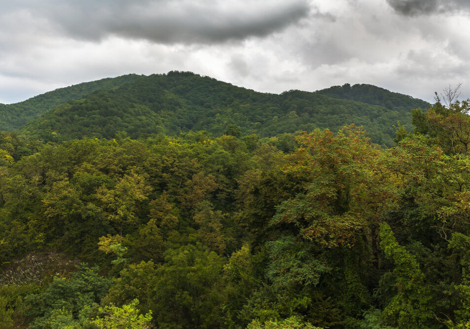 mata nativa - freepik