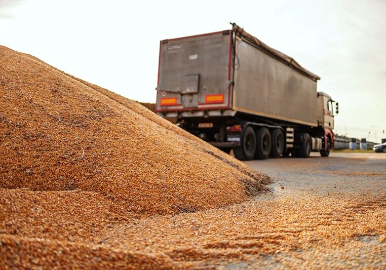 Ripe and hull corn on pile prepared for transportation. In background is truck.