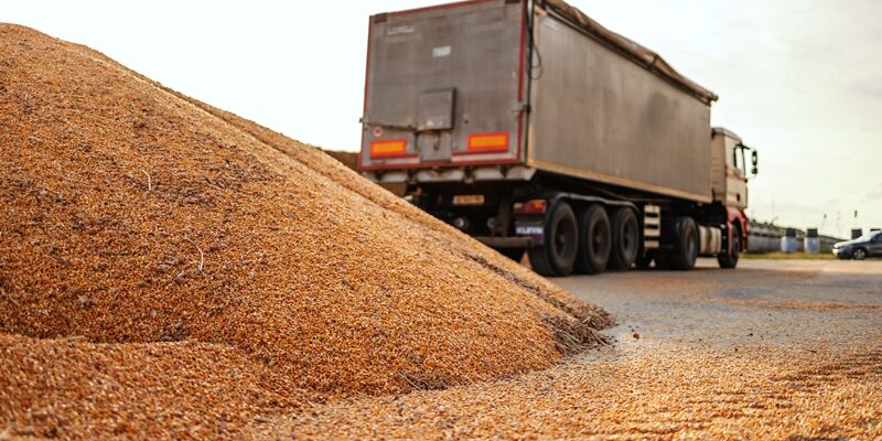 Ripe and hull corn on pile prepared for transportation. In background is truck.