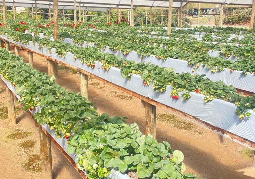 morango- suzana klein