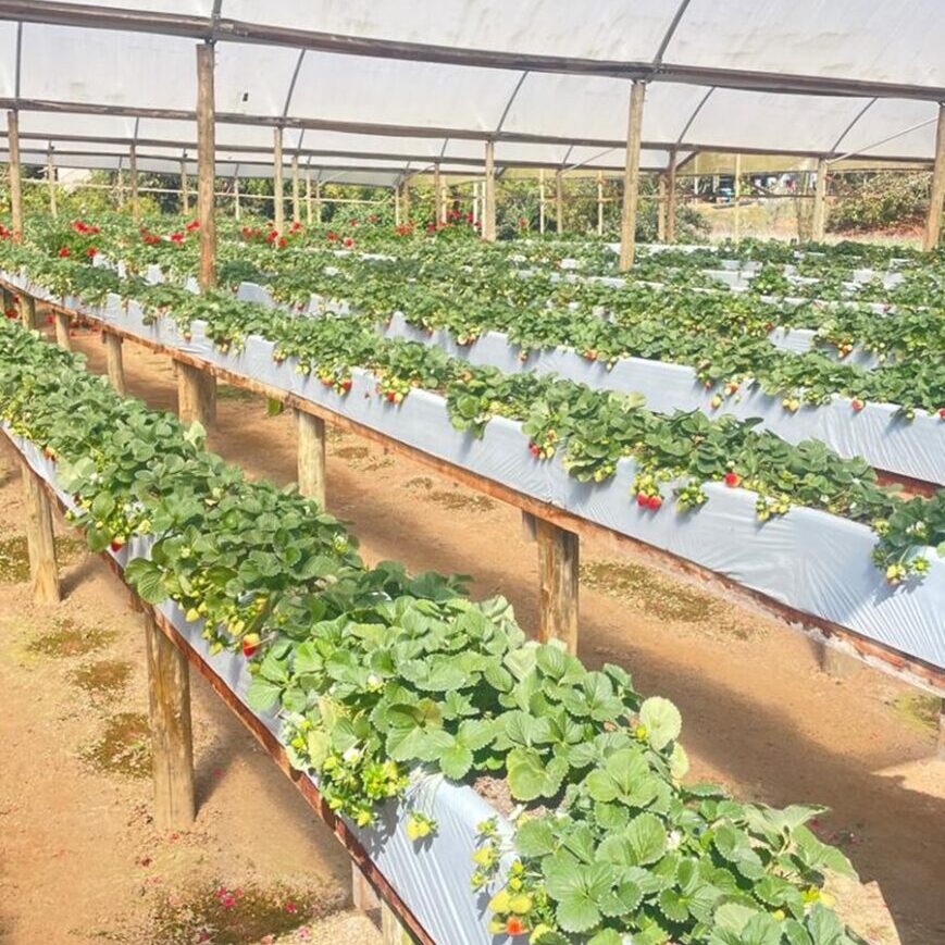 morango- suzana klein