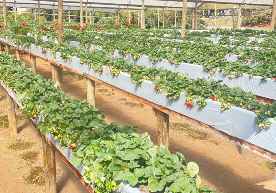 morango- suzana klein