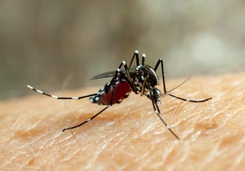 mosquito-04-12-freepik