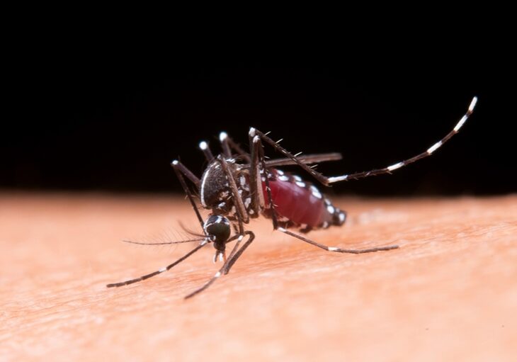 Mosquito macro photography