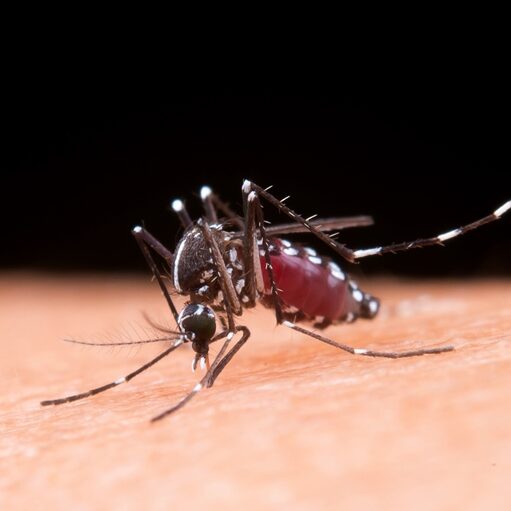 Mosquito macro photography