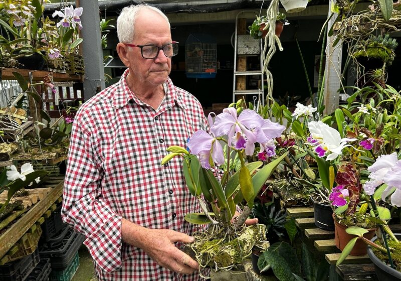nego schunk no cultivo de orquideas