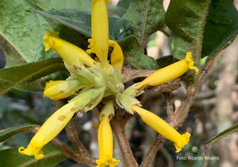 nova espécie de cipó em ST