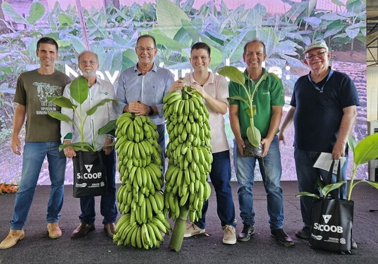 nova variedade de banana