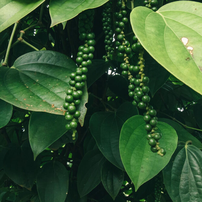 pimenta do reino- freepik