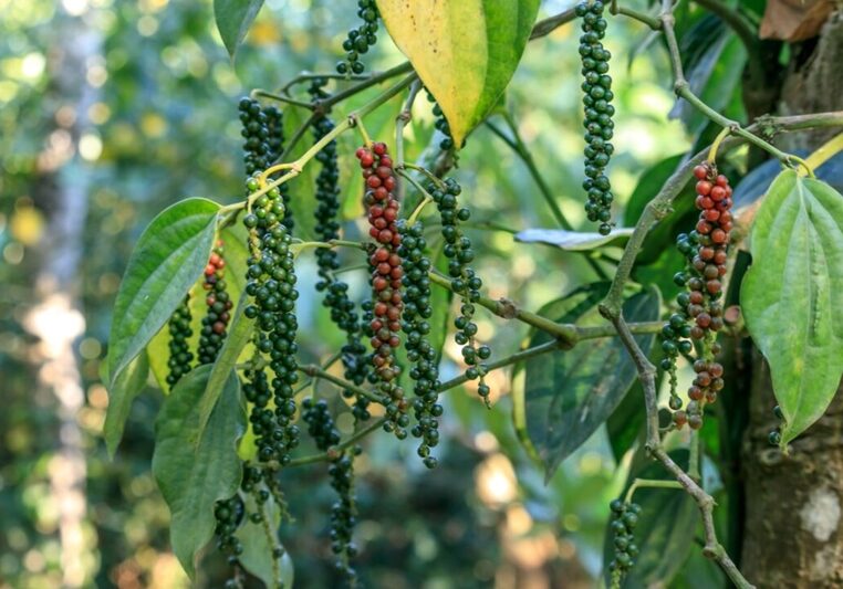 pimenta do reino