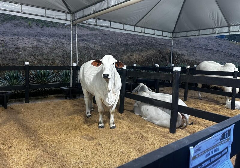 setor de genetica bovino em mf