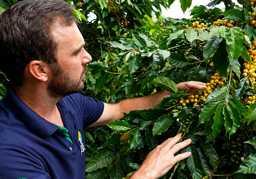 tve_arabica