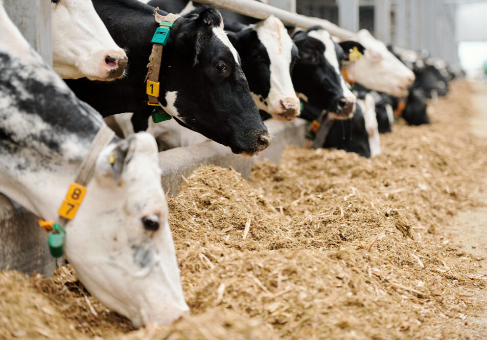 vacas leiteiras- freepik